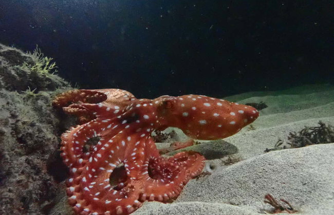 Snorkeling notturno nella spiaggia di Porto dos Frades - Foto 4