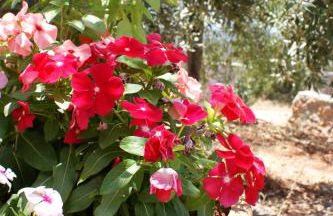 Thelea Mani - Foto 26