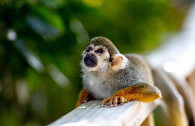 Escursione a Monkeyland - Foto 11