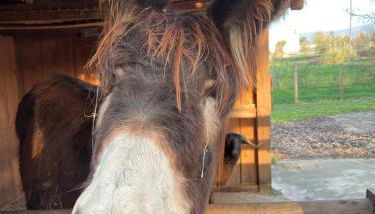 Chão do Rio - Turismo de Aldeia - Foto 2