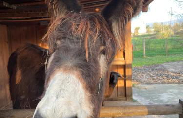 Chão do Rio - Turismo de Aldeia - Foto 2