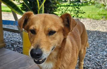 Chalé Girassol 4 - Foto 18