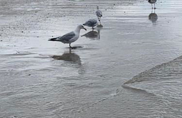 Villa Graveloup Erquy - Foto 34