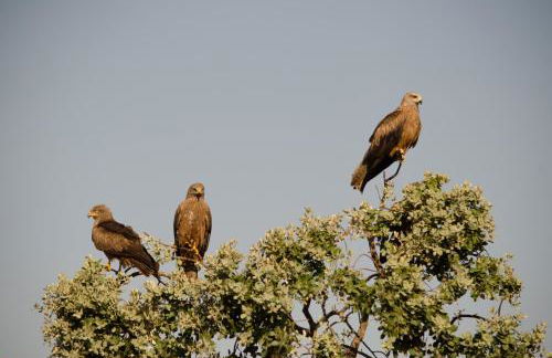 Casa rural y Habitaciones La Cañada en Monfrague Torrejon el Rubio - Foto 55