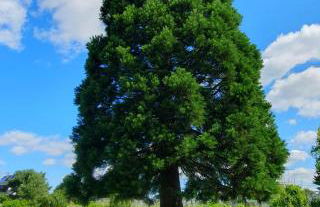 Moderne Unterkunft mit orientalischem Flair und Top-Lage näher Bonn - Foto 7