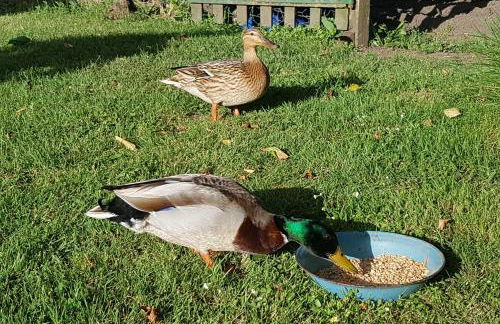 Gîte Alexandra - Photo 15