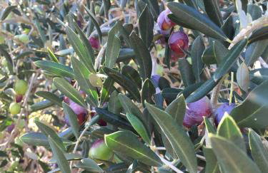 Apartment Dora 1 Jakišnica - Foto 16