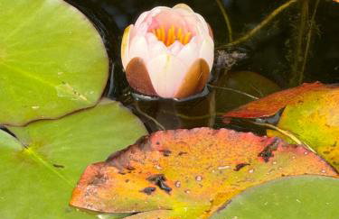 Vintage Apartment WOLF im Wadrilltal - Balkon Garten - Foto 27
