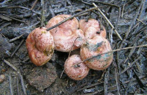 APARTAMENTO RURAL LA CANDELARIA - Foto 20