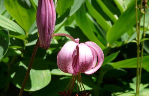 Les Bordes De Paloumières - Foto 57