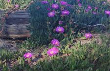 Villa les pieds dans l'eau - Foto 1