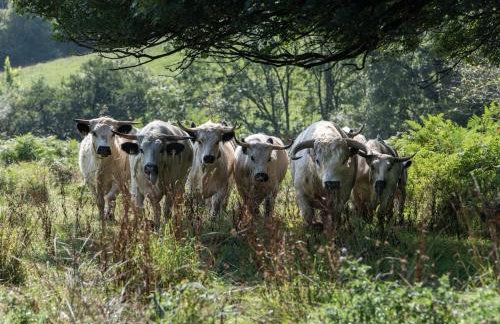 Luxury 4 Bed Farmhouse on Rewilding Estate - Foto 40