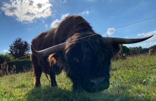Spreewaldhaus Raddusch, Boote- Fahrräder gratis - Foto 6