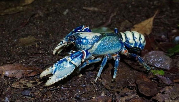 Glow Worm Caves Night Tour - Foto 4