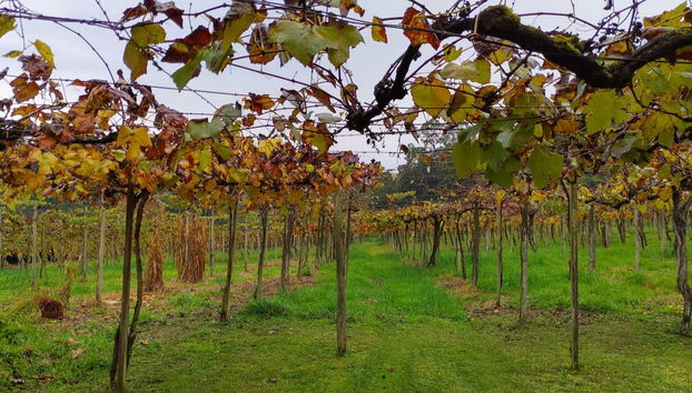 Admirando los viñedos de Gramado