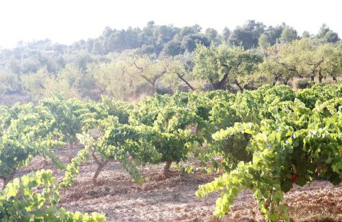 Hort de L'Aubert - Foto 36