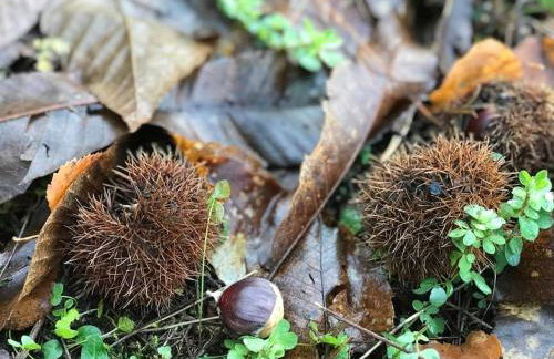 Casona Rural de Lujo con increíbles vistas, La Casa de Rafael, ahora con 4 habitaciones - Foto 59