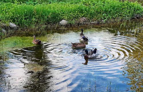 Charming house in Povoa de Lanhoso with shared pool - Foto 40