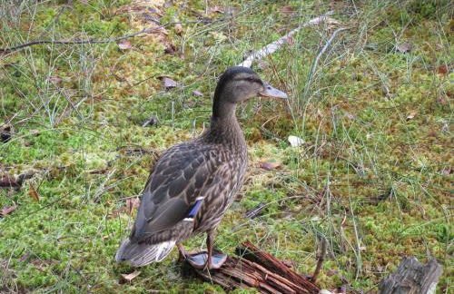 Stollenklause - Foto 60