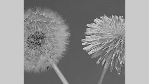 Ferienwohnung Löwenzahn Müddersheim Vettweiß - Foto 4