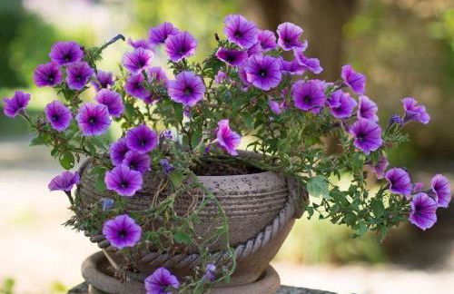 Country House Il Sassòne - Foto 27