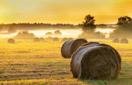 Lipowy Zakątek to miejsce bez gospodarzy i na wyłączność - Foto 34