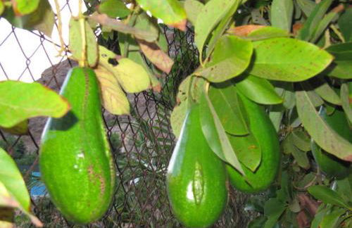 Finca el Moral - Foto 15