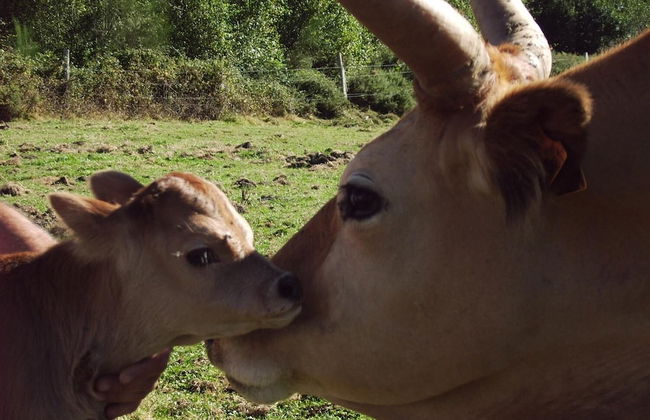 Casa Rural O Ventorrillo - Foto 50