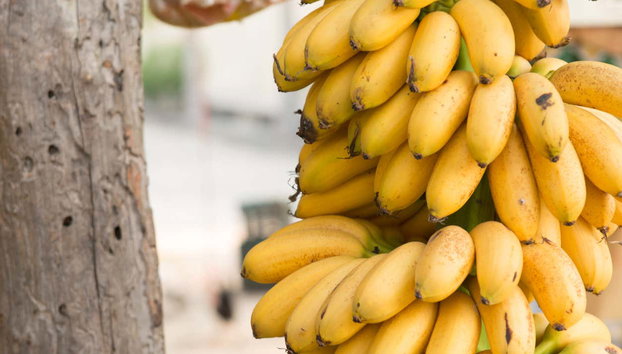 Tropical Fruit Tour - Photo 3, A bunch of bananas