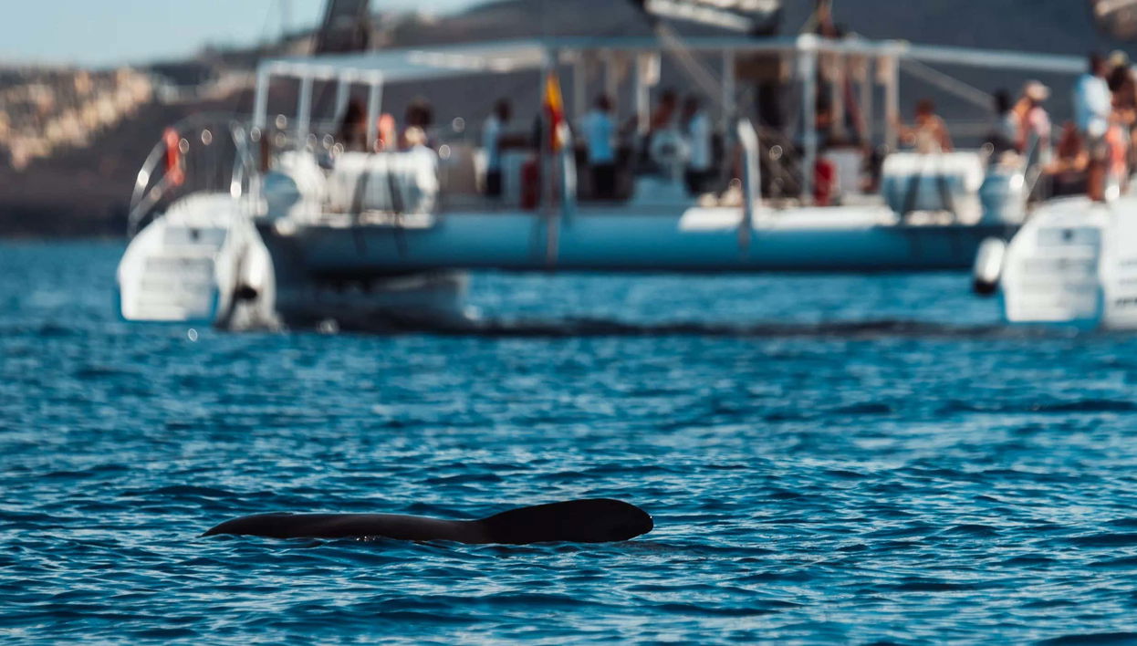 Las Galletas Catamaran Tour + Lunch - Foto 1