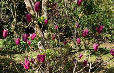 Sítio Bosque Magico - Foto 43