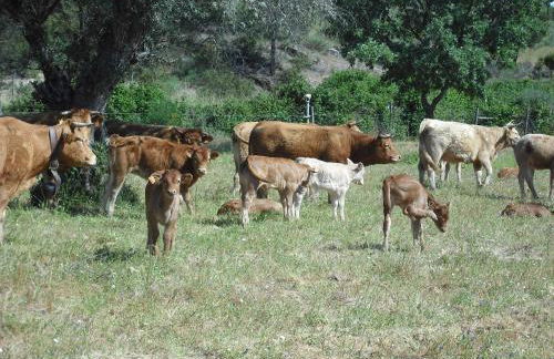 Quinta da Alma Cheia - Foto 45