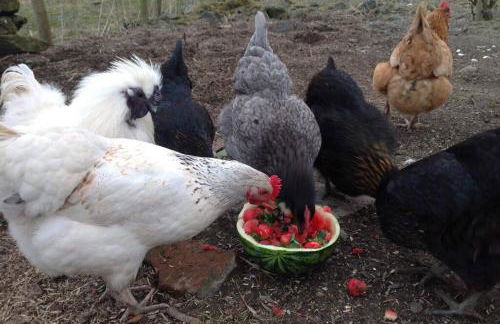 The Hayloft. Entire Barn Conversion near Keswick - Foto 37