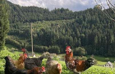 Felsenhof Simonswald - Foto 31