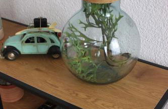 Moselloft Zeltingen-Rachtig - Foto 68