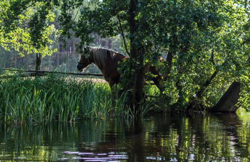 Domek Smerfna Chatka - Foto 14