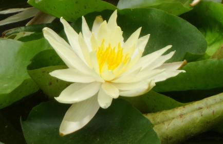 Aradia Casa a Tema Celtico Magico Naturalistico del Casale LaBandita - Foto 15