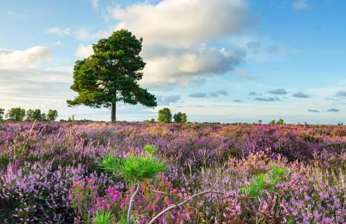 Shepherds Hut with Scandinavian Hot Tub and hydromassager - Foto 32