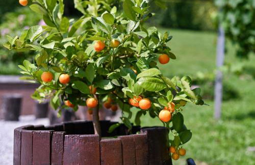 Ruralna kuca 'Villa Zagorka' za odmor sa bazenom i bočalištem - Foto 16