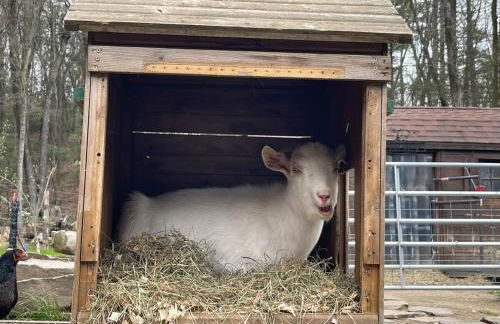 Catskills Aframe, Water View, Goat Sanctuary - Foto 42