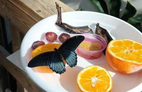 Quinta da Fé - Foto 19