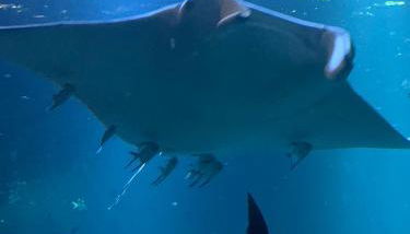 Appartement de 100m² bien situé - Foto 5