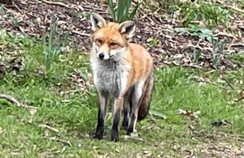 Greatwood Shepherds Hut - Foto 24