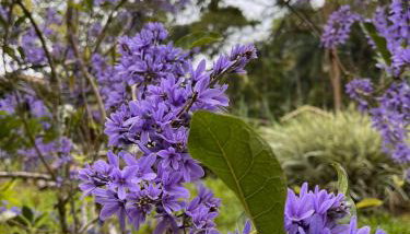 Sítio Donana Sana - Photo 2