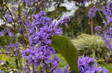 Sítio Donana Sana - Photo 2