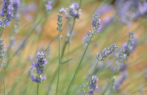 Apartment Velika obala 2 - Photo 29