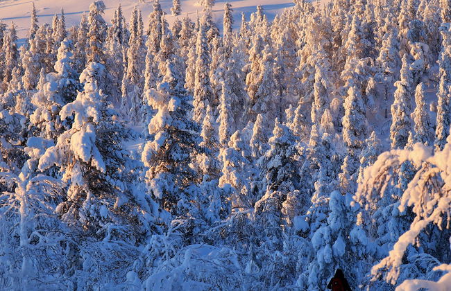 Curso de supervivencia en el Parque Nacional Pyhä-Luosto - Foto 1