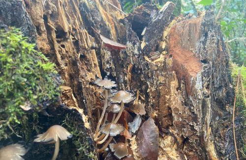 casa de campo - Foto 12