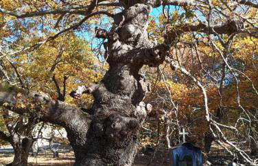 AGAPI'S HOUSE - Foto 8