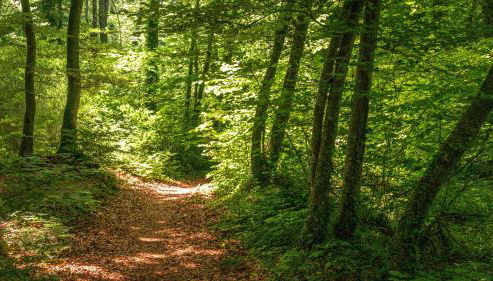 Majordoms Baseia - jardí i accés privat a La Fageda - Foto 3, Other